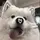 meowii