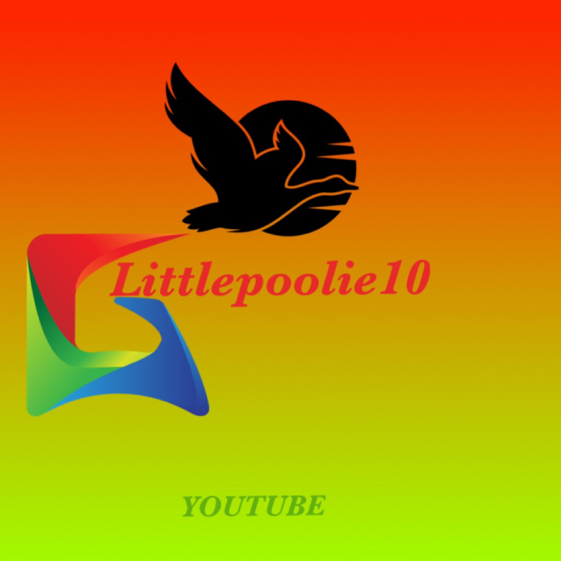 Littlepoolie10