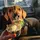 @Houseofrescuedogs
