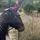 AF Equestrian 