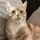 Cat_Lover13