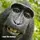 Kingofmonke1234