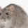 RatsRule