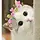 Cute cats