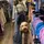 Service🐕‍🦺dog🐕‍🦺Everest