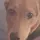 dogohsog 