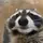 RACOON edits