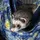 Dexferrets 