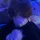 willet_calex