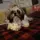 I love my dog
