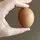 Egg