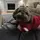 Suzytheshihtzu1