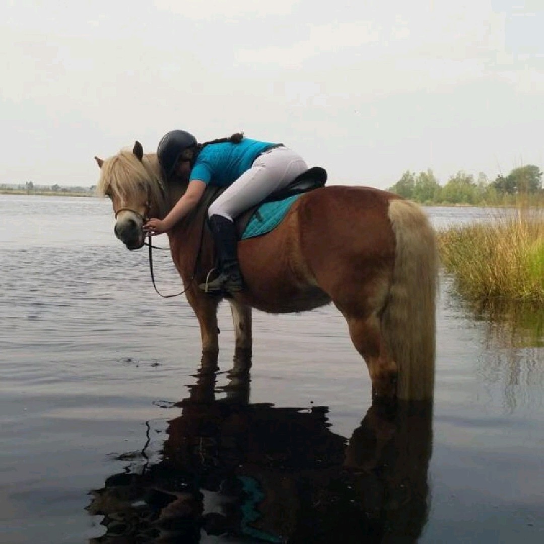 Horse lovers ❤️