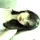 hellemᶻ⁷