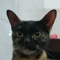 miawempire