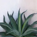 SH🕊️