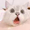  pixxie