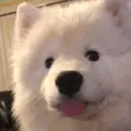 คูนหมา🐶