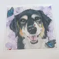 Phoenix Dog Grooming