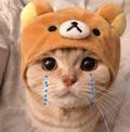 ปิ๊ปิ๊