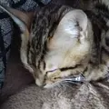 Gatitoelprxdd