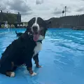 バニ男