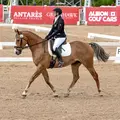 Equicrazed