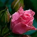 Peaches87878