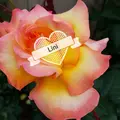 Lini_Sen