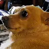 EvanBGA
