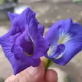 Yusra Sfa