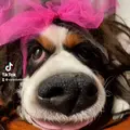 Mi cachorrita y yo