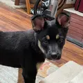 Harley and the Hyenas