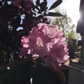 キャル985