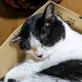 しづお