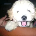 PELUZO Y EL  POLITICO