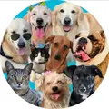 A grande família pet