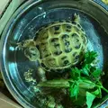 Bertie_the_horsefield_tort