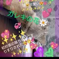 ガレキサ268