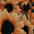 yoursunshine 447