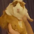 piggypage3