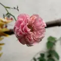 thuailibulilm