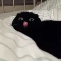 bibimobi 