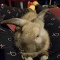 his name is bun bun