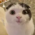 APASIH?!