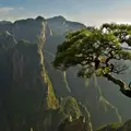 tán_yǎ