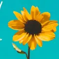sunflower lovers