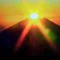 紅薔薇177