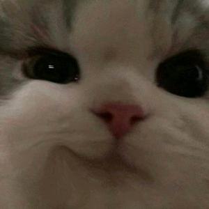 zaraaa