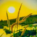 💫🦋 شُعیب  کُٹوال 🦋💫